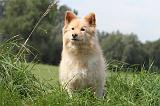 CHIEN FINNOIS DE LAPONIE 668